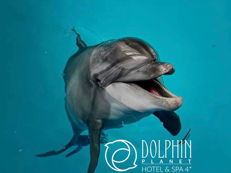 Дарим сертификат на посещение Ярославского Дельфинария!